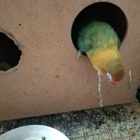 طوطی کوتوله برزیلی ماده معاوضه