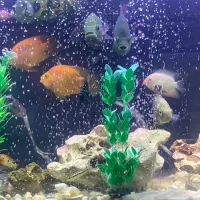 ماهی تزعینی|ماهی|شیراز, شهرک ولیعصر|دیوار