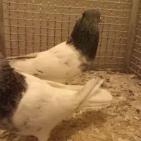 نر و ماده کله سبز به ضمانت|پرنده|تربت‌حیدریه, میدان مرکزی|دیوار