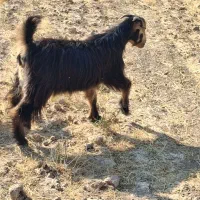 بز   کولار  کهره چاق