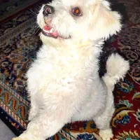 سگ شتیزو|سگ|مشهد, شهید معقول|دیوار