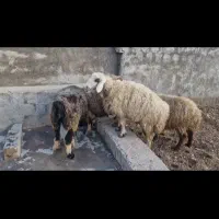 فروش میش جوان آبستن|حیوانات مزرعه|دهدشت, |دیوار