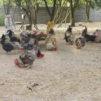 خروس آیسبار