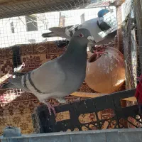 کبوتر پایین بخون بعد بیا|پرنده|سراوان, |دیوار