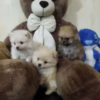 توله پامرانین دوسر خرسی جیبی