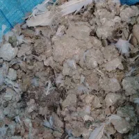 کود کبوتر موجوده