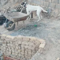 سگ نگهبان|سگ|گلمکان, |دیوار