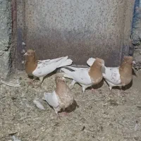 فروش کبوتر رنگی بفروش میرسید|پرنده|باسمنج, |دیوار