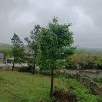 ۲۴۰ متری کوهپایه ای بر جاده رودبارسرا به اولم|فروش زمین و ملک کلنگی|رضوانشهر, |دیوار