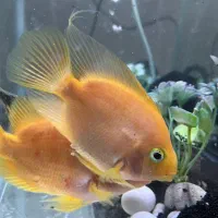 ماهی طوطی آگواریومی|ماهی|یزد, |دیوار