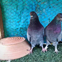 کبوتر پرشی|پرنده|کاشان, یزد‌آباد|دیوار