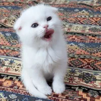 گربه های اشرافی