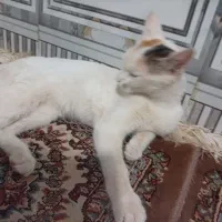 گربه خانگی به فروش می‌رسد
