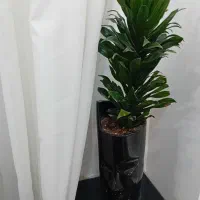 دوعدد گل طبیعی هرکدام ۴۰۰|گل و گیاه طبیعی|ساوه, |دیوار