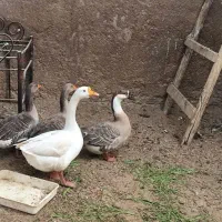 غوغاز چینی و غاز|حیوانات مزرعه|حمیدیه, |دیوار