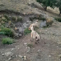 یک جفت سگ گله واگذاری