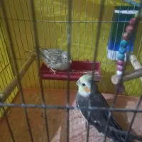 عروس هلندی نژاد خلخالی با قناری نژاد آگات