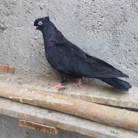 جوجه های ابادانی