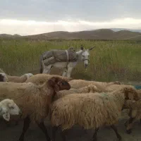 خر گوسفند ی آرام ارام|حیوانات مزرعه|آشخانه, |دیوار