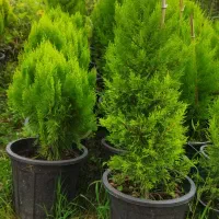 یاس هلندی|گل و گیاه طبیعی|کلاچای, |دیوار