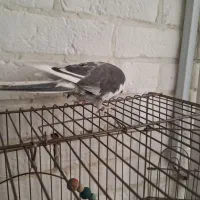 فروش یک جفت عروس هلندی مولد|پرنده|پردیس, فاز ۸|دیوار