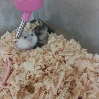 همستر کمپل سفید یک ماه