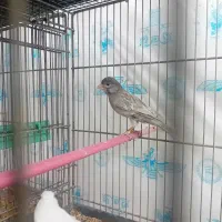 قناری نر طوسی