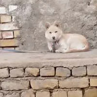 نژاد اشپیتز|سگ|بجنورد, |دیوار