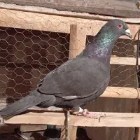 کفترمسافتی‌اردن