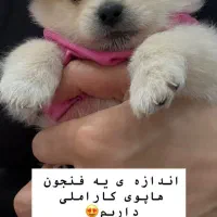 واگذاری سگ پامر دو ماهه نر|سگ|ملارد, |دیوار