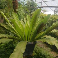 گل و گیاه گرین لند
