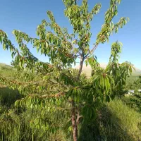 فروش درخت میوه چند ساله|گل و گیاه طبیعی|الیگودرز, |دیوار