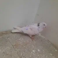 کفتر یا کبوتر یک جفت|پرنده|تهران, شمیران‌نو|دیوار