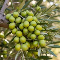 فروش ویژه زیتون