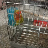 طوطی برزیلی نرو ماده