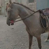 فروشی فوری