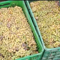 گیله و انگور کشمشی میدان بسیج