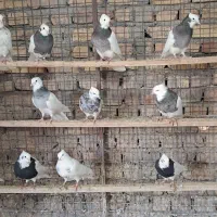 طوقی آجری .الماسی .شکلاتی|پرنده|زارچ, |دیوار