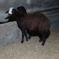 شیشک افشار آبستن