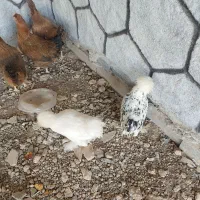 مرغ تخم گذار|حیوانات مزرعه|برخوار, |دیوار