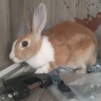 خرگوش ماده بسیار ارام