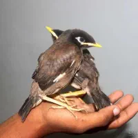 مرغ مینا