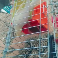 عروس هلندی ماده|پرنده|برخوار, |دیوار