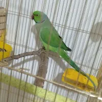 طوطی ملنگو جفت مولد