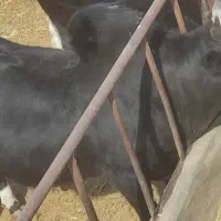 گوساله چاق فوق سوپر|حیوانات مزرعه|پیشوا, |دیوار