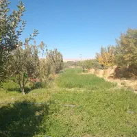 فروش ۷۵۰۰ متر مربع باغ مثمر|فروش دفتر صنعتی، کشاورزی، تجاری|مراغه, |دیوار