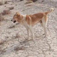 سگ.|سگ|زابل, |دیوار