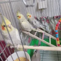 عروس هلندی نروماده به همراه جوجه|پرنده|کرج, شهرک جهان‌نما|دیوار