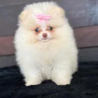 کلینیک تخصصی نژاد پودل و پامر خرسی|سگ|اصفهان, فروردین|دیوار