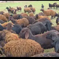گوسفند داشتی 200 راس کاور بره ماده قزل افشار